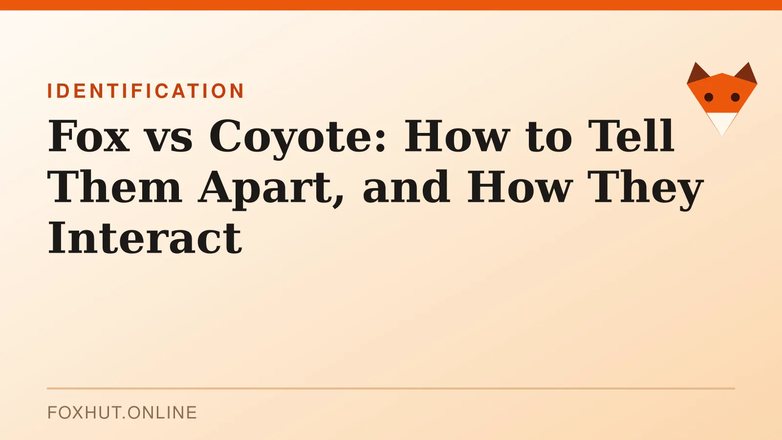 Fox vs Coyote: How to Tell Them Apart, and How They Interact — identification