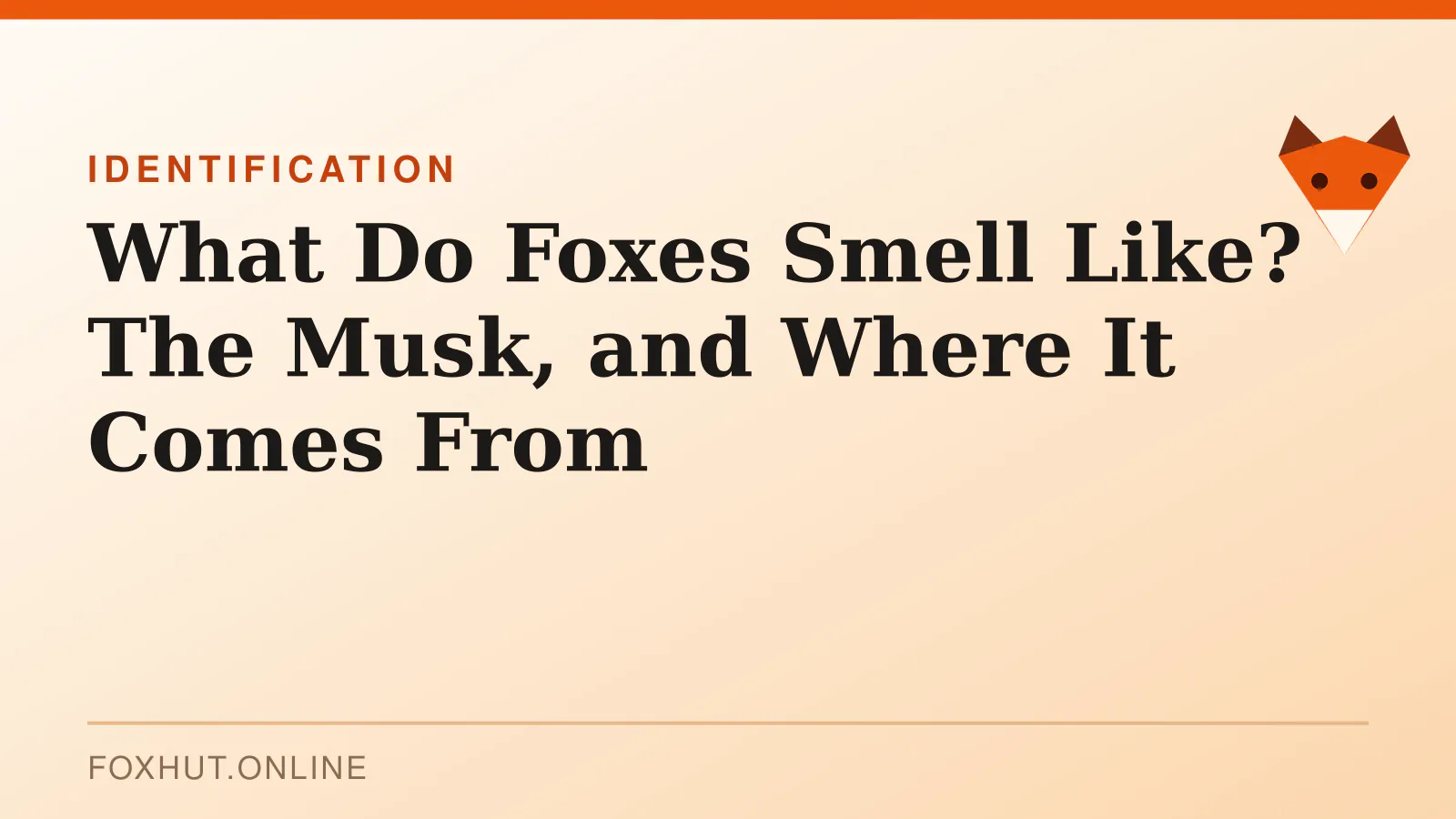 What Do Foxes Smell Like? The Musk, and Where It Comes From — identification
