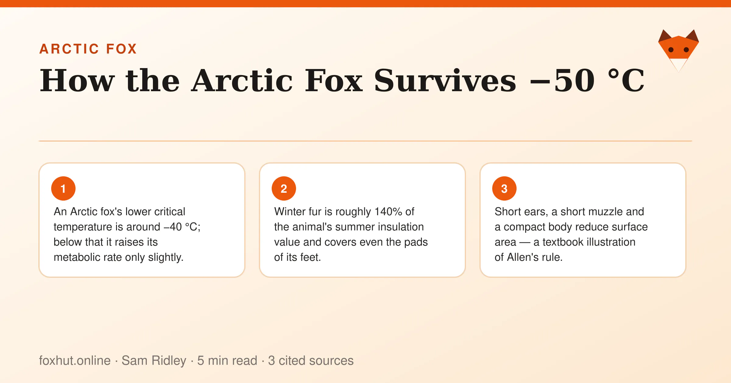 Infographic: How the Arctic Fox Survives −50 °C. Key points: An Arctic fox's lower critical temperature is around −40 °C; below that it raises its metabolic rate only slightly.; Winter fur is roughly 140% of the animal's summer insulation value and covers even the pads of its feet.; Short ears, a short muzzle and a compact body reduce surface area — a textbook illustration of Allen's rule.