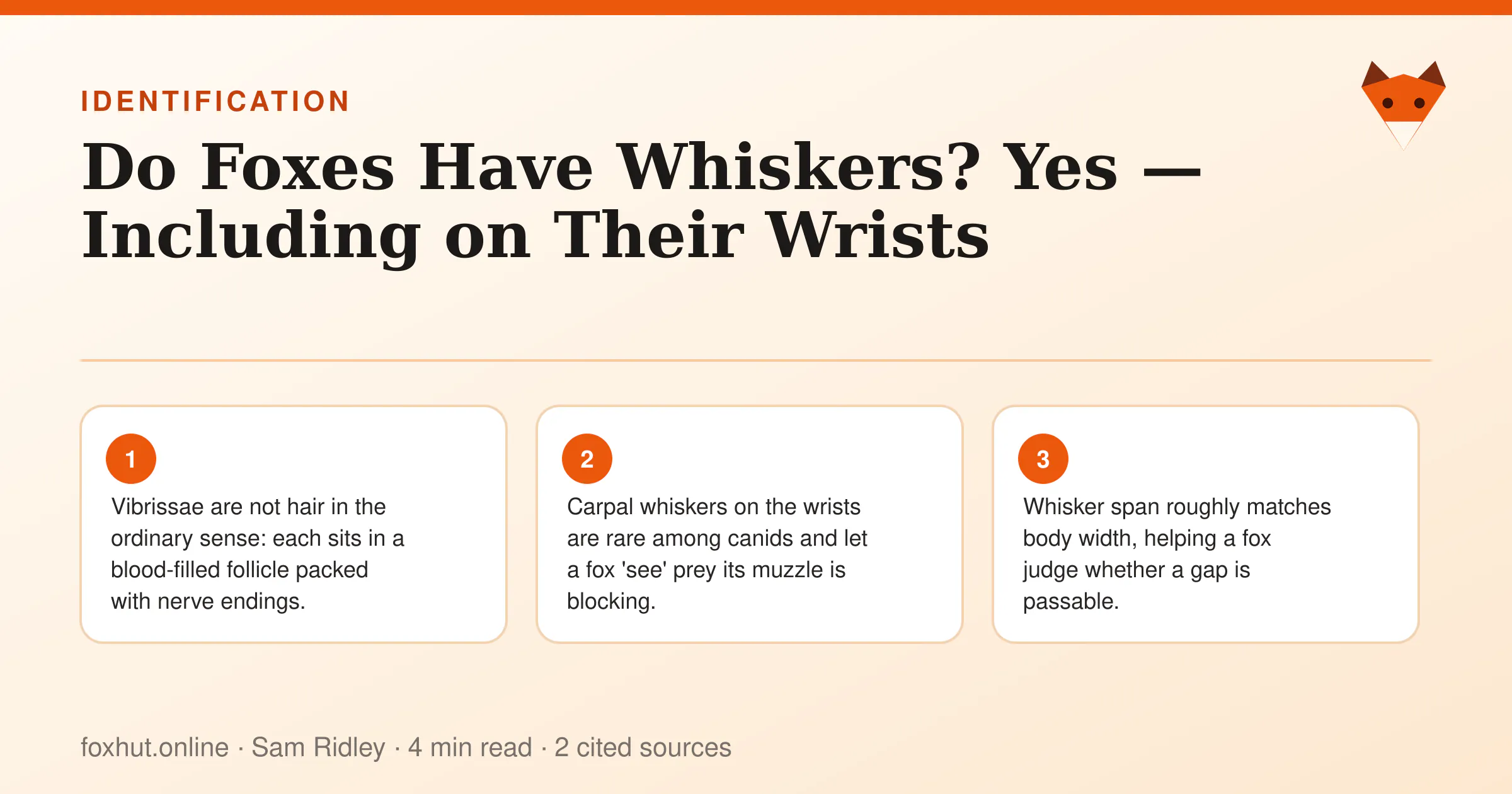 Infographic: Do Foxes Have Whiskers? Yes — Including on Their Wrists. Key points: Vibrissae are not hair in the ordinary sense: each sits in a blood-filled follicle packed with nerve endings.; Carpal whiskers on the wrists are rare among canids and let a fox 'see' prey its muzzle is blocking.; Whisker span roughly matches body width, helping a fox judge whether a gap is passable.