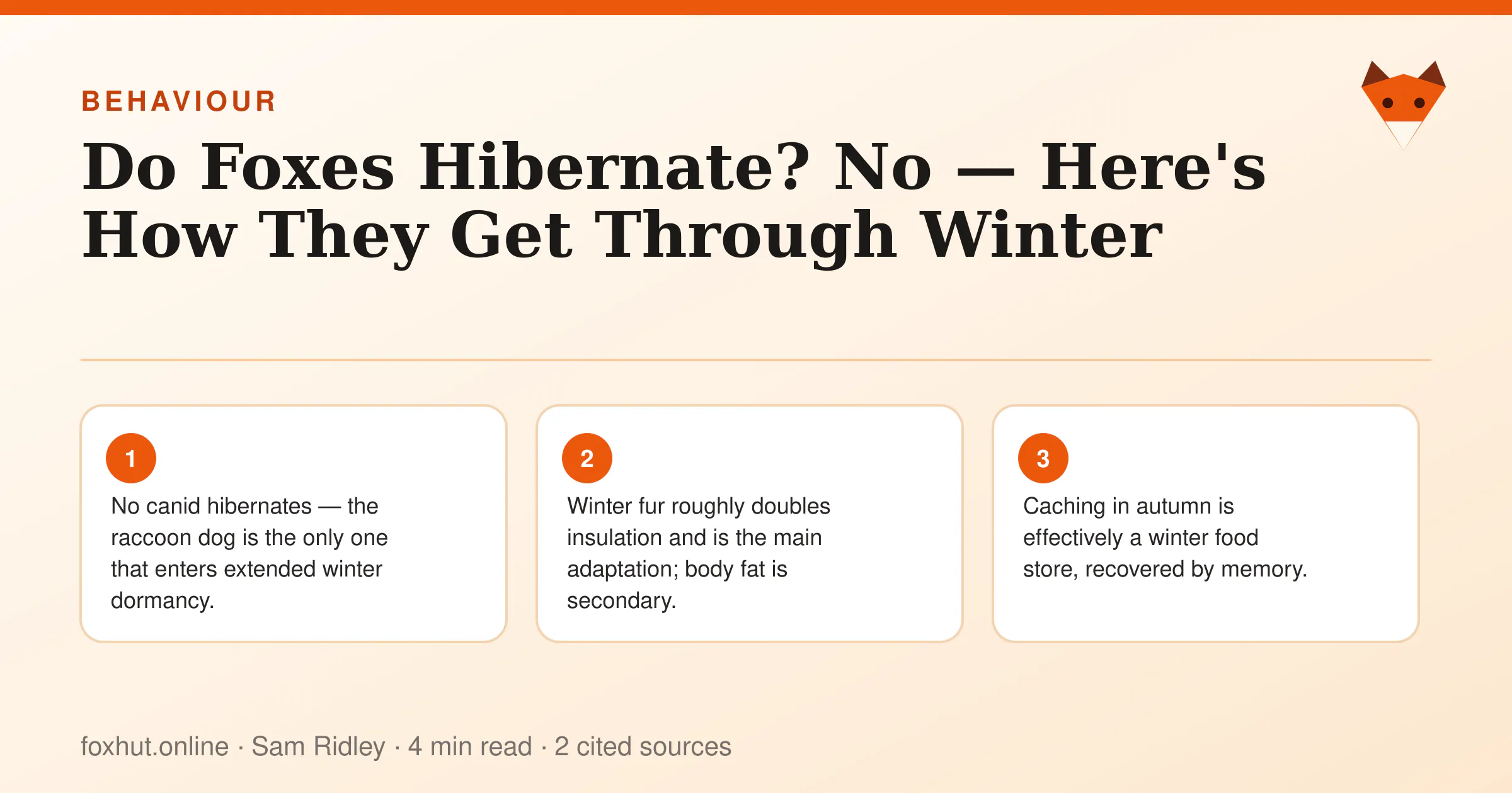Infographic: Do Foxes Hibernate? No — Here's How They Get Through Winter. Key points: No canid hibernates — the raccoon dog is the only one that enters extended winter dormancy.; Winter fur roughly doubles insulation and is the main adaptation; body fat is secondary.; Caching in autumn is effectively a winter food store, recovered by memory.