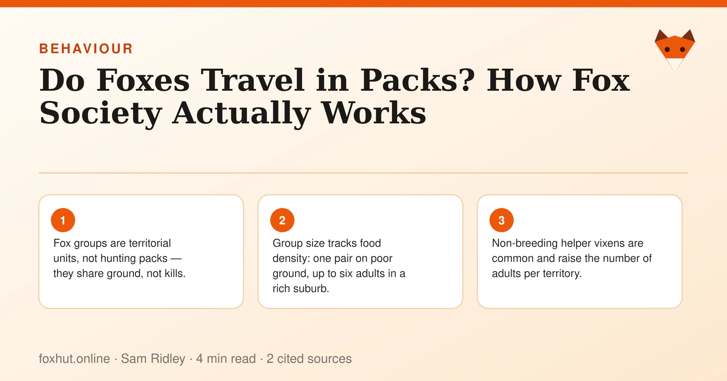 Infographic: Do Foxes Travel in Packs? How Fox Society Actually Works. Key points: Fox groups are territorial units, not hunting packs — they share ground, not kills.; Group size tracks food density: one pair on poor ground, up to six adults in a rich suburb.; Non-breeding helper vixens are common and raise the number of adults per territory.