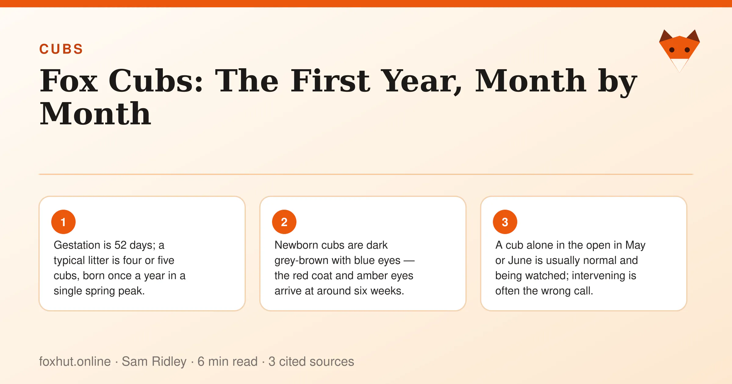 Infographic: Fox Cubs: The First Year, Month by Month. Key points: Gestation is 52 days; a typical litter is four or five cubs, born once a year in a single spring peak.; Newborn cubs are dark grey-brown with blue eyes — the red coat and amber eyes arrive at around six weeks.; A cub alone in the open in May or June is usually normal and being watched; intervening is often the wrong call.