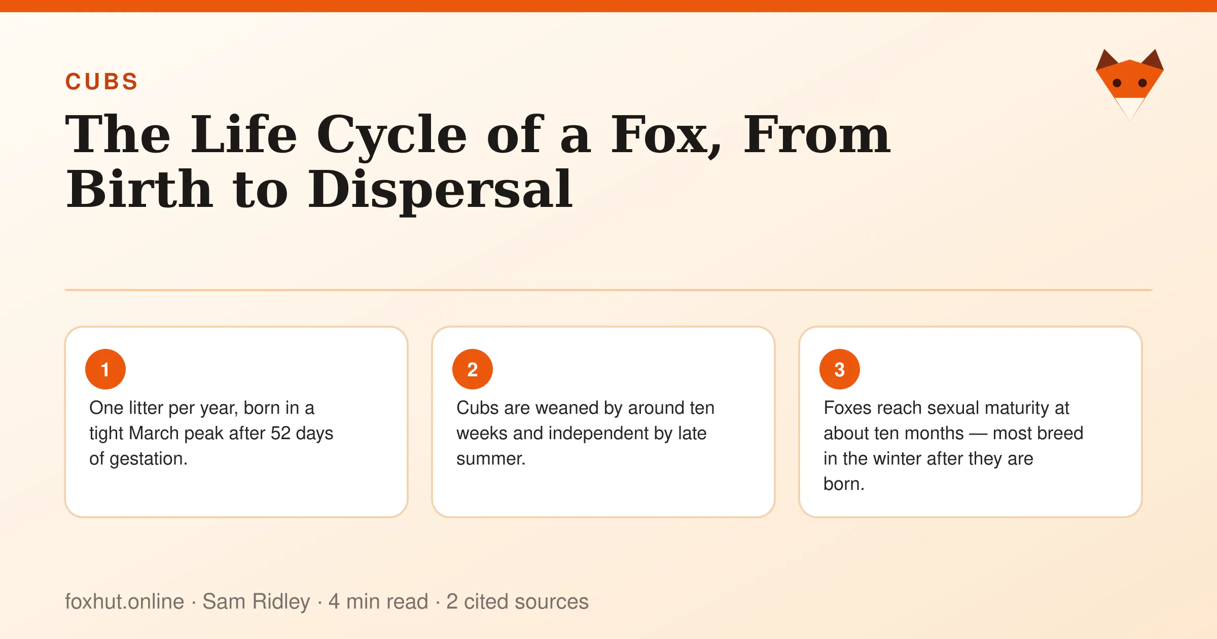 Infographic: The Life Cycle of a Fox, From Birth to Dispersal. Key points: One litter per year, born in a tight March peak after 52 days of gestation.; Cubs are weaned by around ten weeks and independent by late summer.; Foxes reach sexual maturity at about ten months — most breed in the winter after they are born.