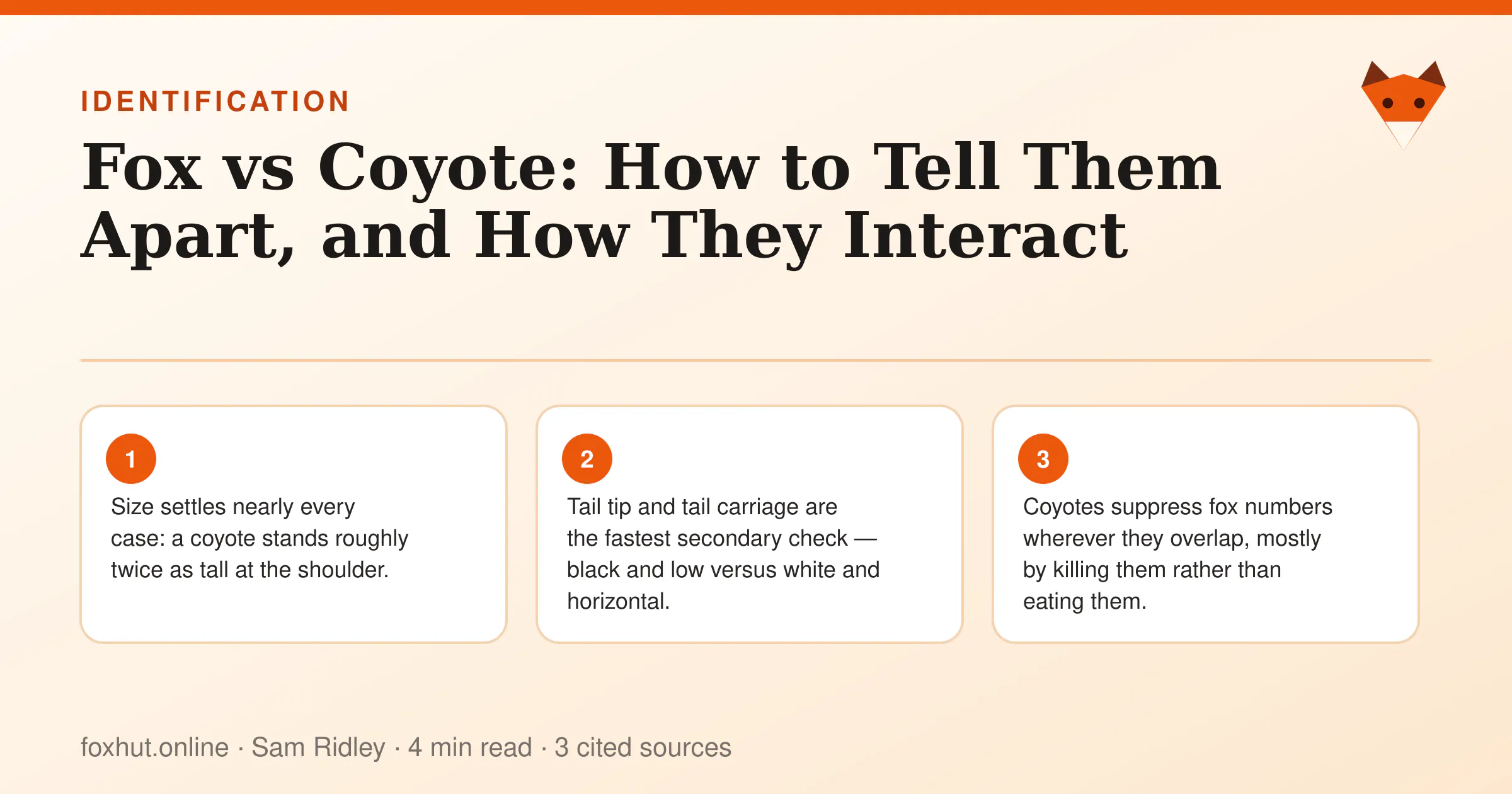 Infographic: Fox vs Coyote: How to Tell Them Apart, and How They Interact. Key points: Size settles nearly every case: a coyote stands roughly twice as tall at the shoulder.; Tail tip and tail carriage are the fastest secondary check — black and low versus white and horizontal.; Coyotes suppress fox numbers wherever they overlap, mostly by killing them rather than eating them.