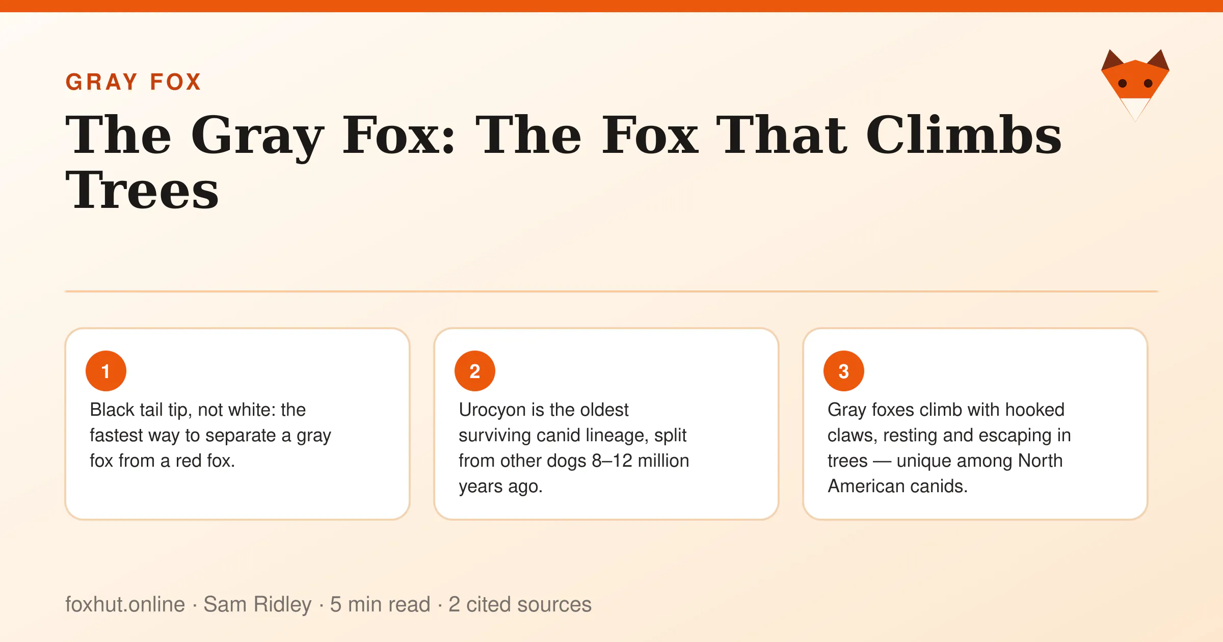 Infographic: The Gray Fox: The Fox That Climbs Trees. Key points: Black tail tip, not white: the fastest way to separate a gray fox from a red fox.; Urocyon is the oldest surviving canid lineage, split from other dogs 8–12 million years ago.; Gray foxes climb with hooked claws, resting and escaping in trees — unique among North American canids.