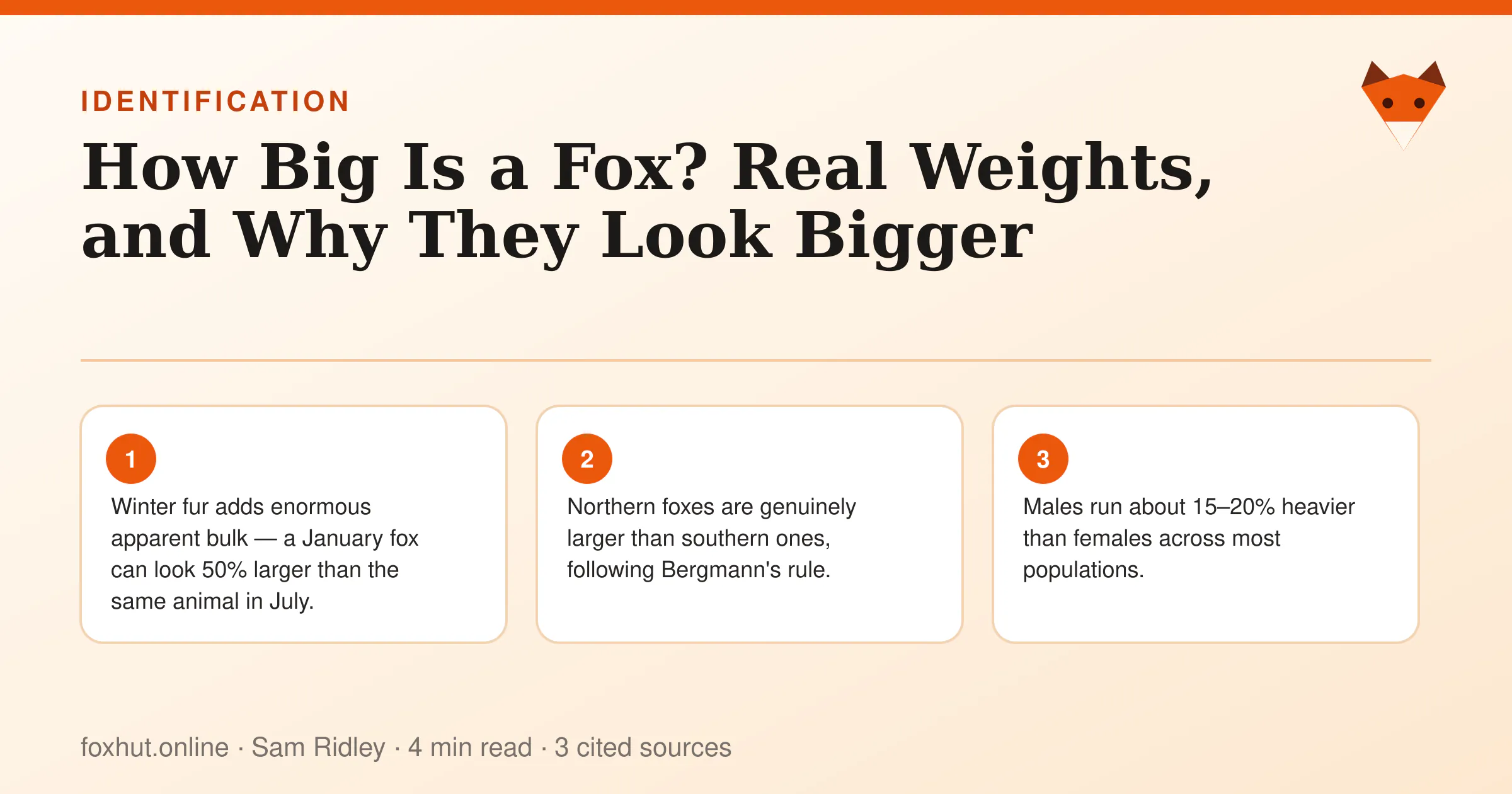 Infographic: How Big Is a Fox? Real Weights, and Why They Look Bigger. Key points: Winter fur adds enormous apparent bulk — a January fox can look 50% larger than the same animal in July.; Northern foxes are genuinely larger than southern ones, following Bergmann's rule.; Males run about 15–20% heavier than females across most populations.