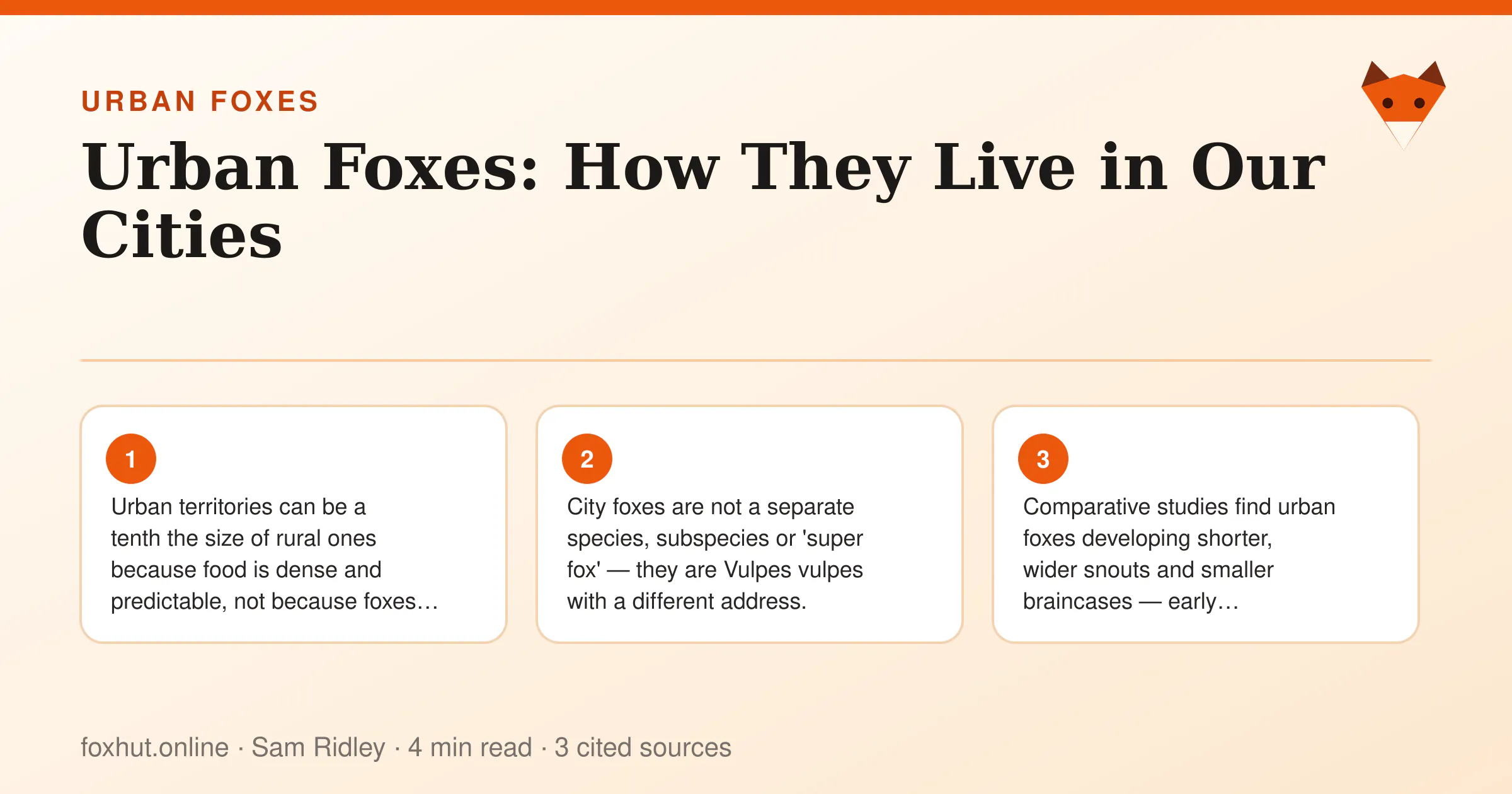 Infographic: Urban Foxes: How They Live in Our Cities. Key points: Urban territories can be a tenth the size of rural ones because food is dense and predictable, not because foxes are…; City foxes are not a separate species, subspecies or 'super fox' — they are Vulpes vulpes with a different address.; Comparative studies find urban foxes developing shorter, wider snouts and smaller braincases — early…