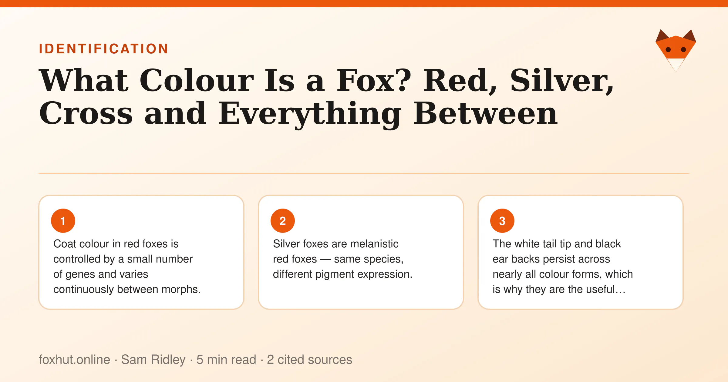 Infographic: What Colour Is a Fox? Red, Silver, Cross and Everything Between. Key points: Coat colour in red foxes is controlled by a small number of genes and varies continuously between morphs.; Silver foxes are melanistic red foxes — same species, different pigment expression.; The white tail tip and black ear backs persist across nearly all colour forms, which is why they are the useful field…