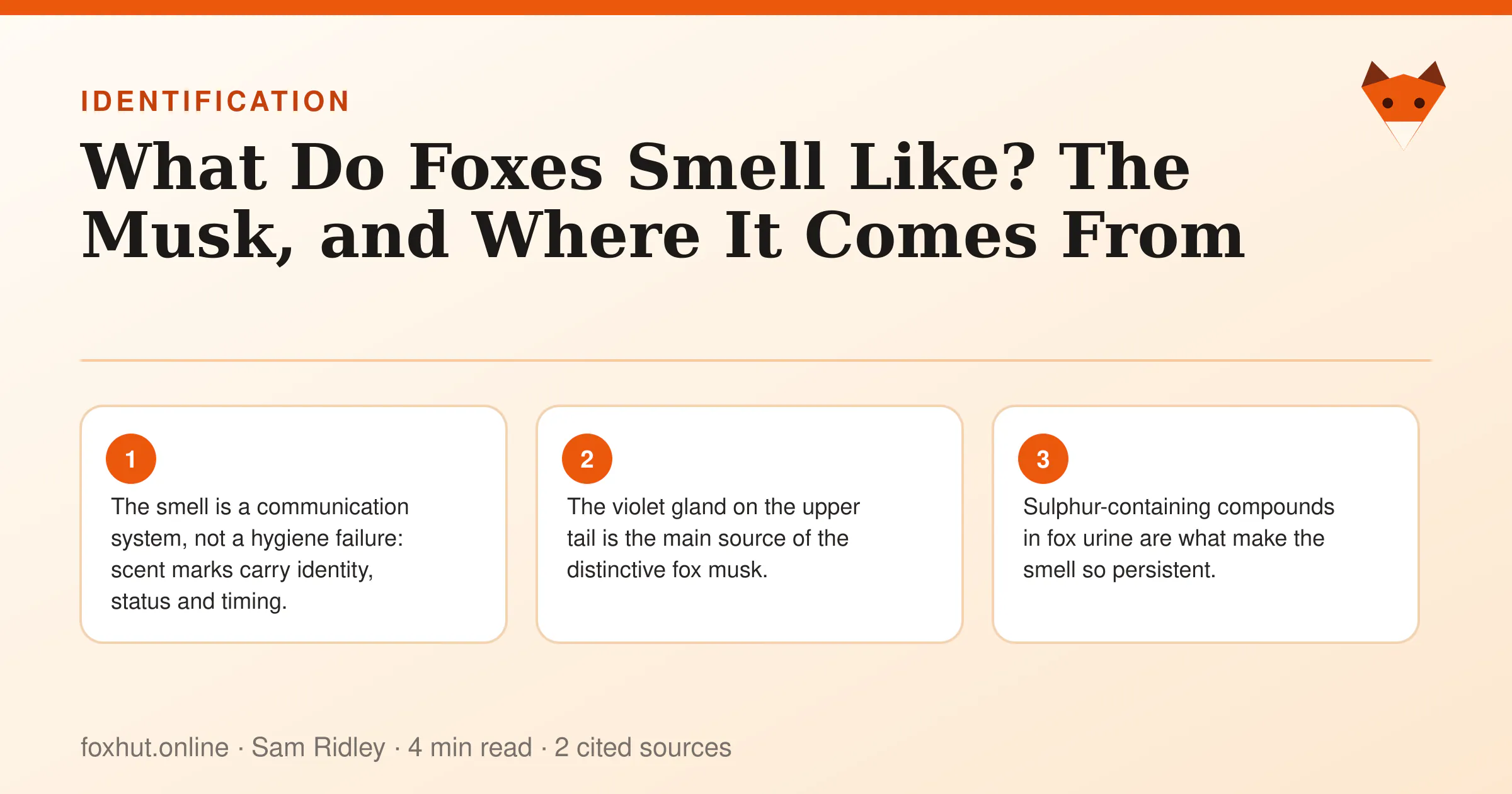 Infographic: What Do Foxes Smell Like? The Musk, and Where It Comes From. Key points: The smell is a communication system, not a hygiene failure: scent marks carry identity, status and timing.; The violet gland on the upper tail is the main source of the distinctive fox musk.; Sulphur-containing compounds in fox urine are what make the smell so persistent.