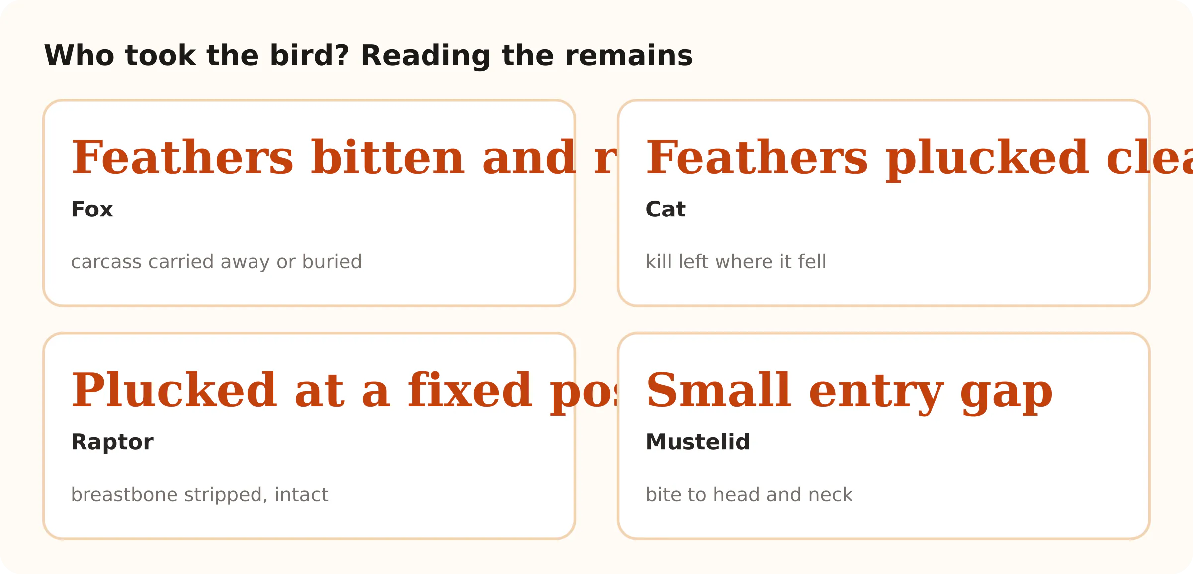Who took the bird? Reading the remains. Feathers bitten and ragged Fox; Feathers plucked cleanly Cat; Plucked at a fixed post Raptor; Small entry gap Mustelid