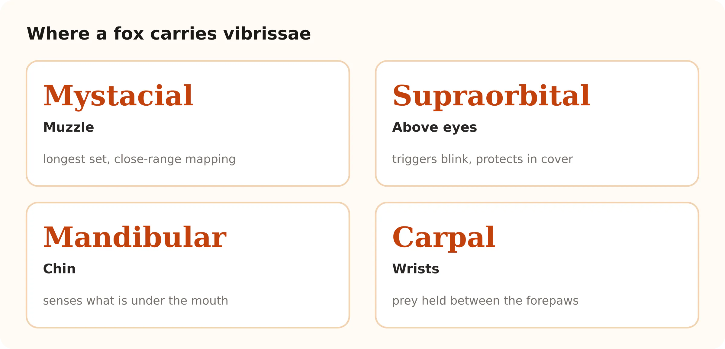 Where a fox carries vibrissae. Mystacial Muzzle; Supraorbital Above eyes; Mandibular Chin; Carpal Wrists