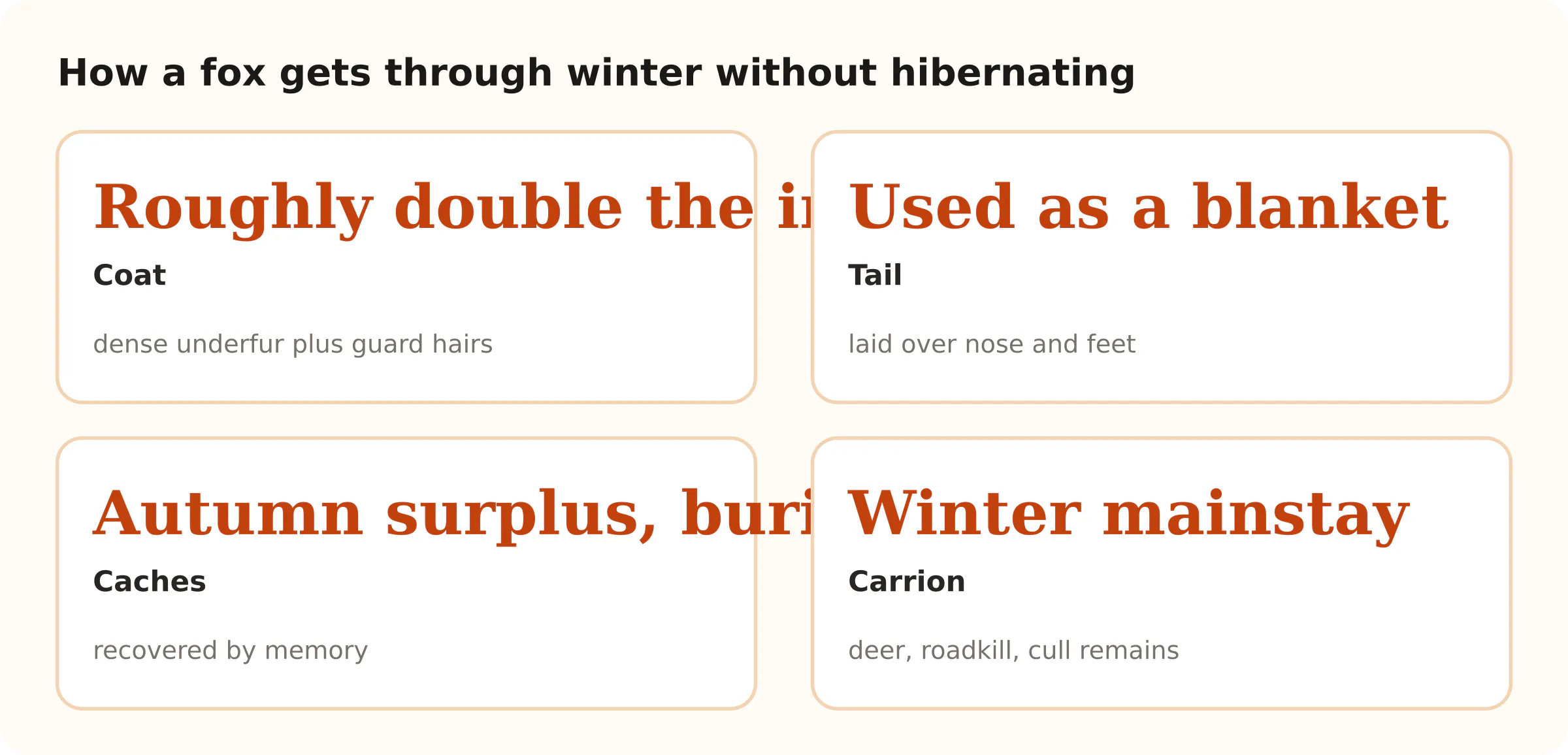 How a fox gets through winter without hibernating. Roughly double the insulation Coat; Used as a blanket Tail; Autumn surplus, buried Caches; Winter mainstay Carrion