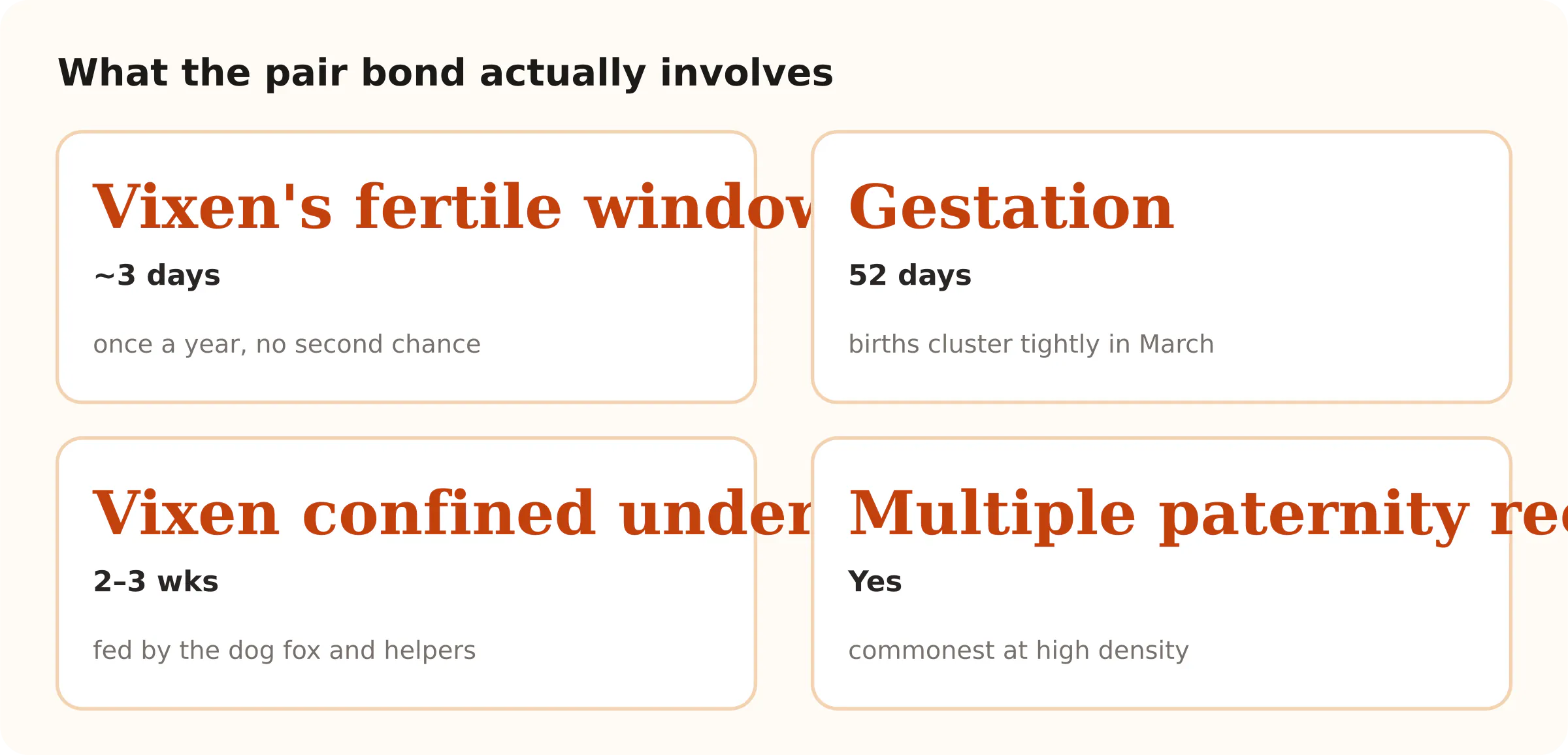 What the pair bond actually involves. Vixen's fertile window ~3 days; Gestation 52 days; Vixen confined underground 2–3 wks; Multiple paternity recorded Yes