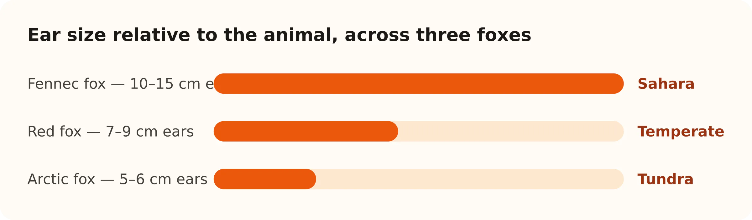 Ear size relative to the animal, across three foxes. Fennec fox — 10–15 cm ears: Sahara; Red fox — 7–9 cm ears: Temperate; Arctic fox — 5–6 cm ears: Tundra