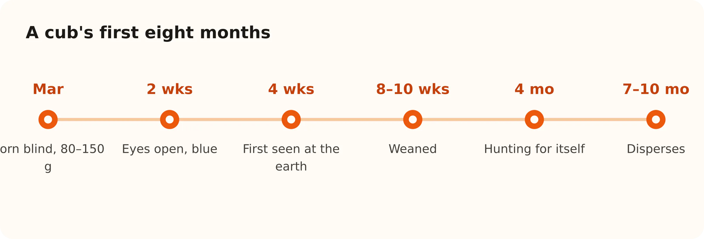 A cub's first eight months. Mar: Born blind, 80–150 g; 2 wks: Eyes open, blue; 4 wks: First seen at the earth; 8–10 wks: Weaned; 4 mo: Hunting for itself; 7–10 mo: Disperses