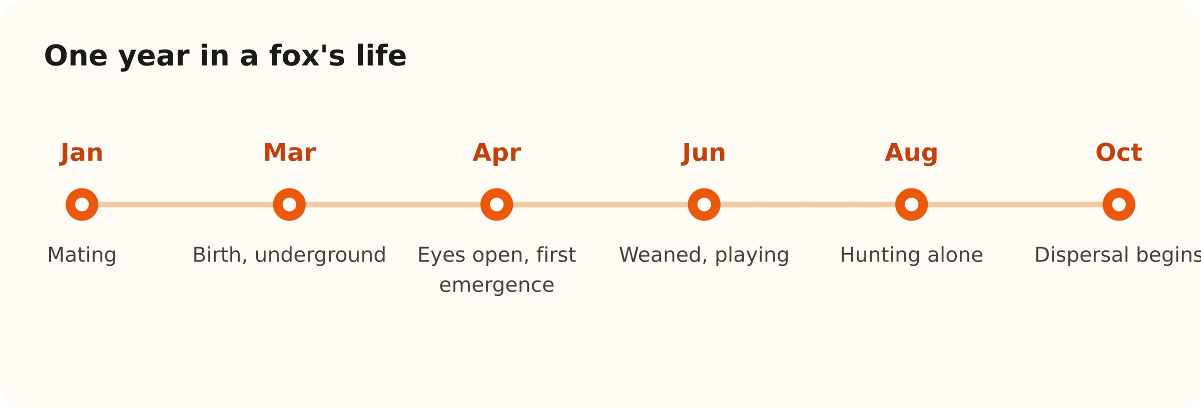 One year in a fox's life. Jan: Mating; Mar: Birth, underground; Apr: Eyes open, first emergence; Jun: Weaned, playing; Aug: Hunting alone; Oct: Dispersal begins
