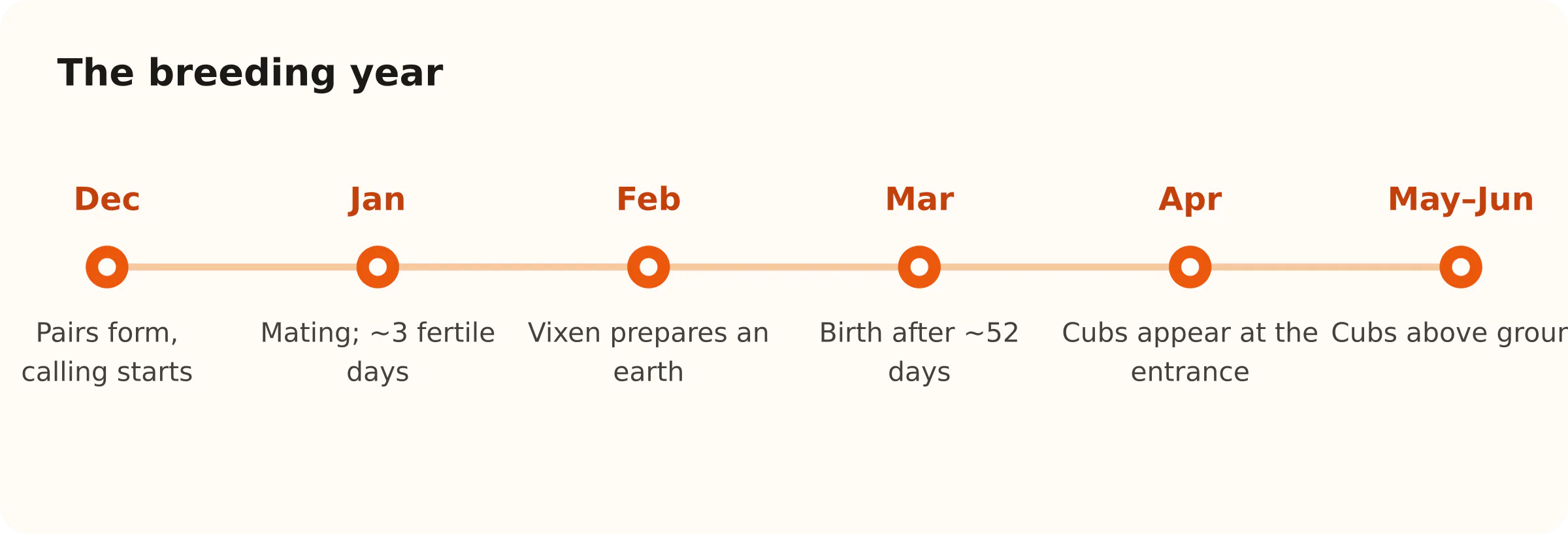 The breeding year. Dec: Pairs form, calling starts; Jan: Mating; ~3 fertile days; Feb: Vixen prepares an earth; Mar: Birth after ~52 days; Apr: Cubs appear at the entrance; May–Jun: Cubs above ground