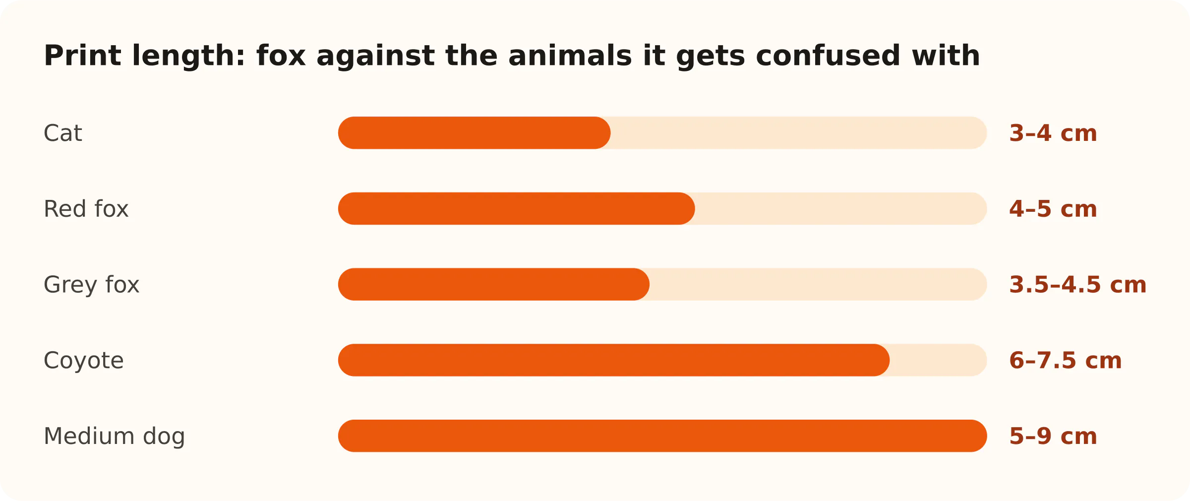 Print length: fox against the animals it gets confused with. Cat: 3–4 cm; Red fox: 4–5 cm; Grey fox: 3.5–4.5 cm; Coyote: 6–7.5 cm; Medium dog: 5–9 cm