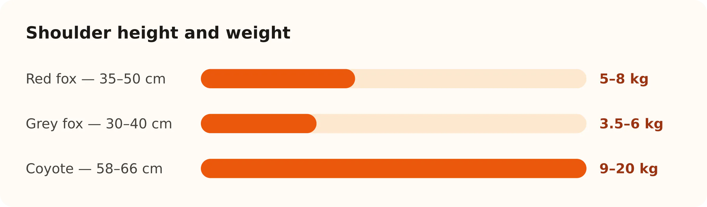 Shoulder height and weight. Red fox — 35–50 cm: 5–8 kg; Grey fox — 30–40 cm: 3.5–6 kg; Coyote — 58–66 cm: 9–20 kg
