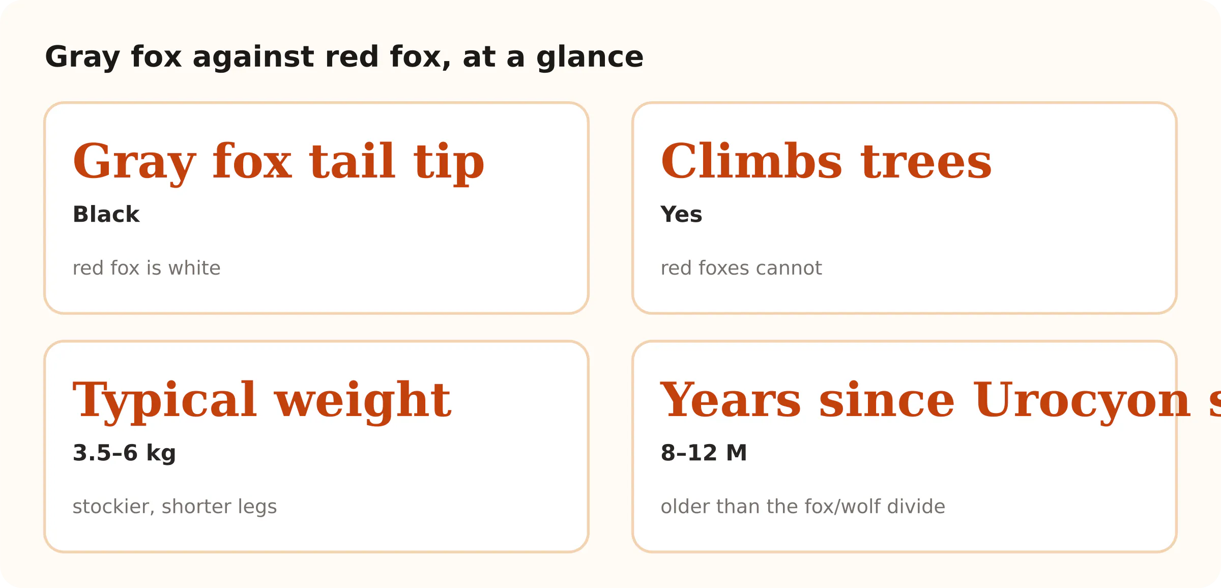 Gray fox against red fox, at a glance. Gray fox tail tip Black; Climbs trees Yes; Typical weight 3.5–6 kg; Years since Urocyon split 8–12 M