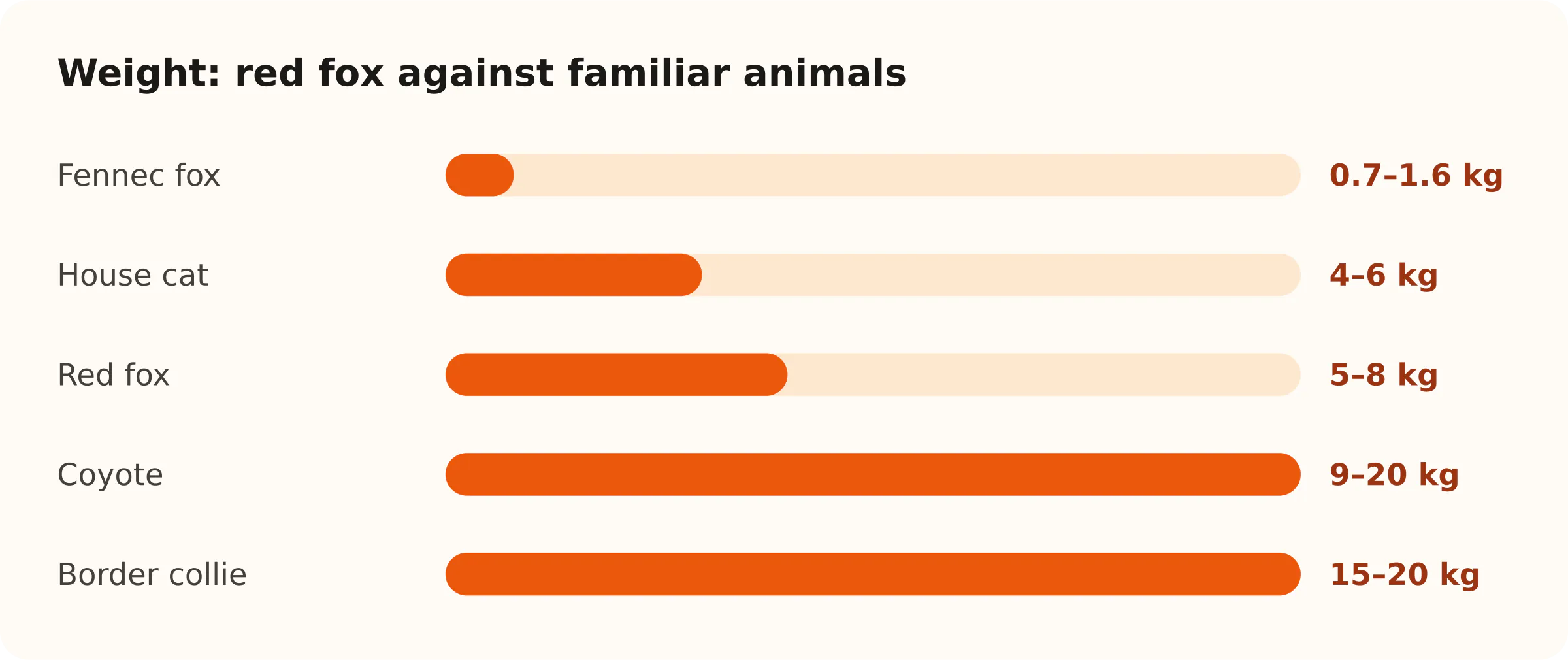 Weight: red fox against familiar animals. Fennec fox: 0.7–1.6 kg; House cat: 4–6 kg; Red fox: 5–8 kg; Coyote: 9–20 kg; Border collie: 15–20 kg