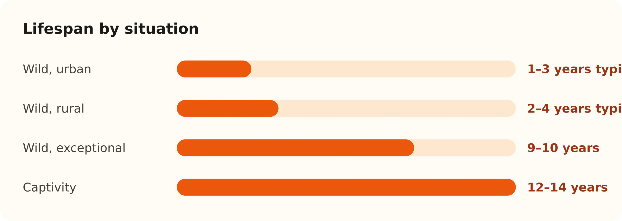 Lifespan by situation. Wild, urban: 1–3 years typical; Wild, rural: 2–4 years typical; Wild, exceptional: 9–10 years; Captivity: 12–14 years