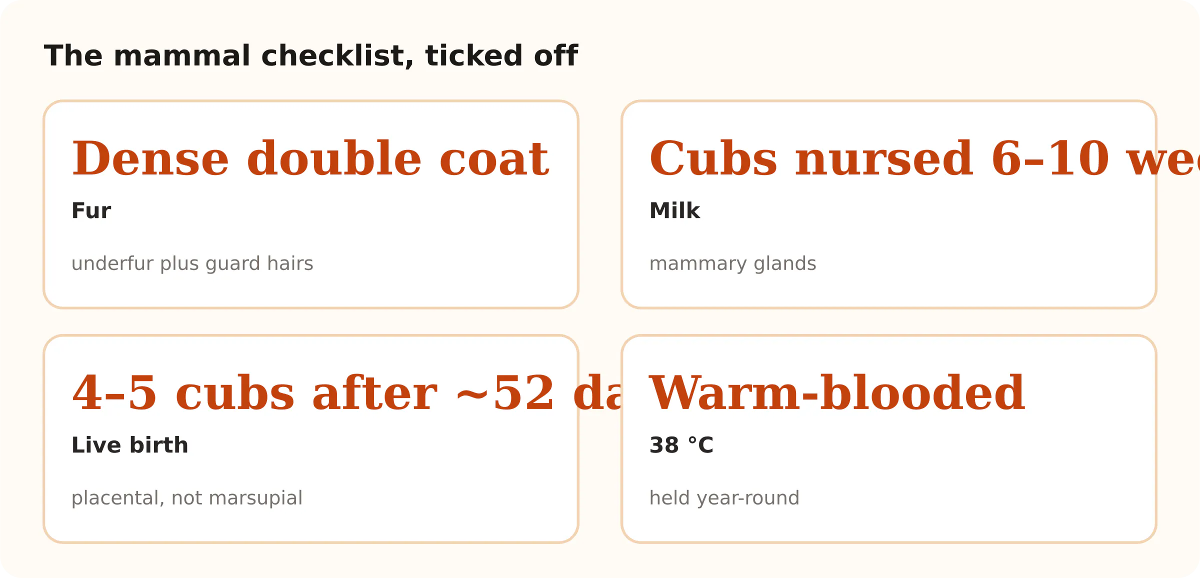 The mammal checklist, ticked off. Dense double coat Fur; Cubs nursed 6–10 weeks Milk; 4–5 cubs after ~52 days Live birth; Warm-blooded 38 °C