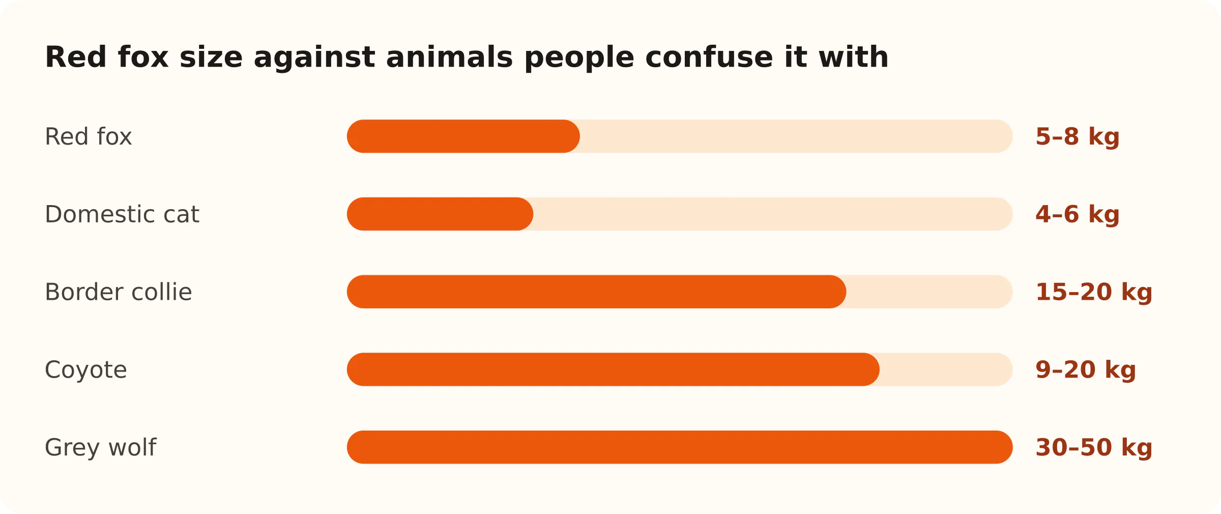 Red fox size against animals people confuse it with. Red fox: 5–8 kg; Domestic cat: 4–6 kg; Border collie: 15–20 kg; Coyote: 9–20 kg; Grey wolf: 30–50 kg