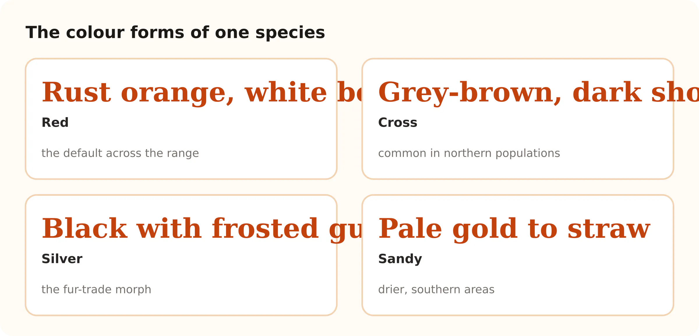 The colour forms of one species. Rust orange, white belly Red; Grey-brown, dark shoulder stripe Cross; Black with frosted guard hairs Silver; Pale gold to straw Sandy