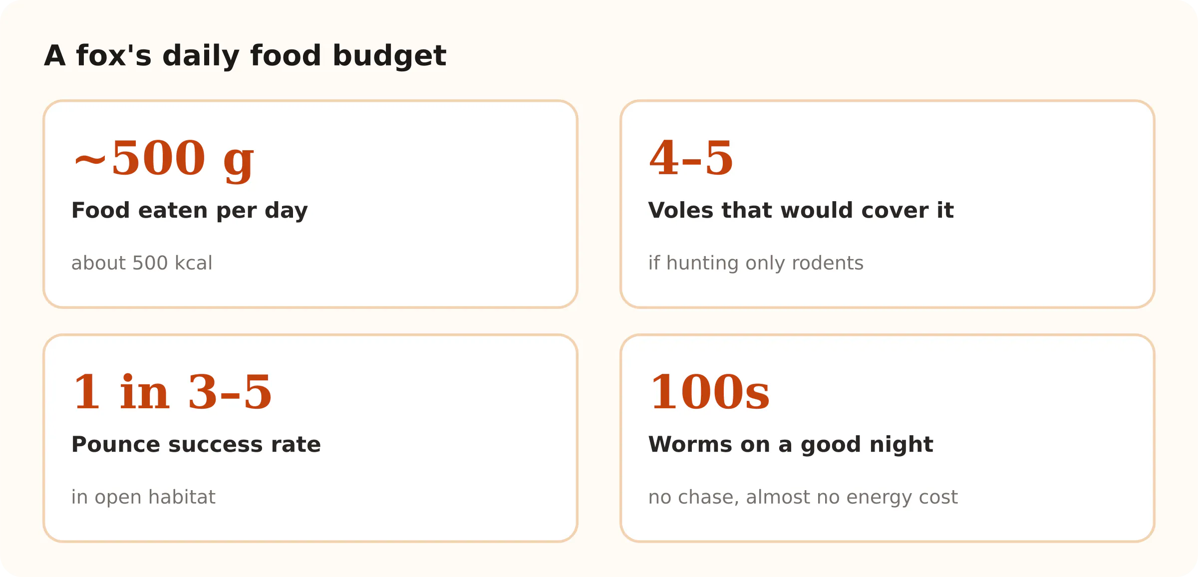 A fox's daily food budget. ~500 g Food eaten per day; 4–5 Voles that would cover it; 1 in 3–5 Pounce success rate; 100s Worms on a good night