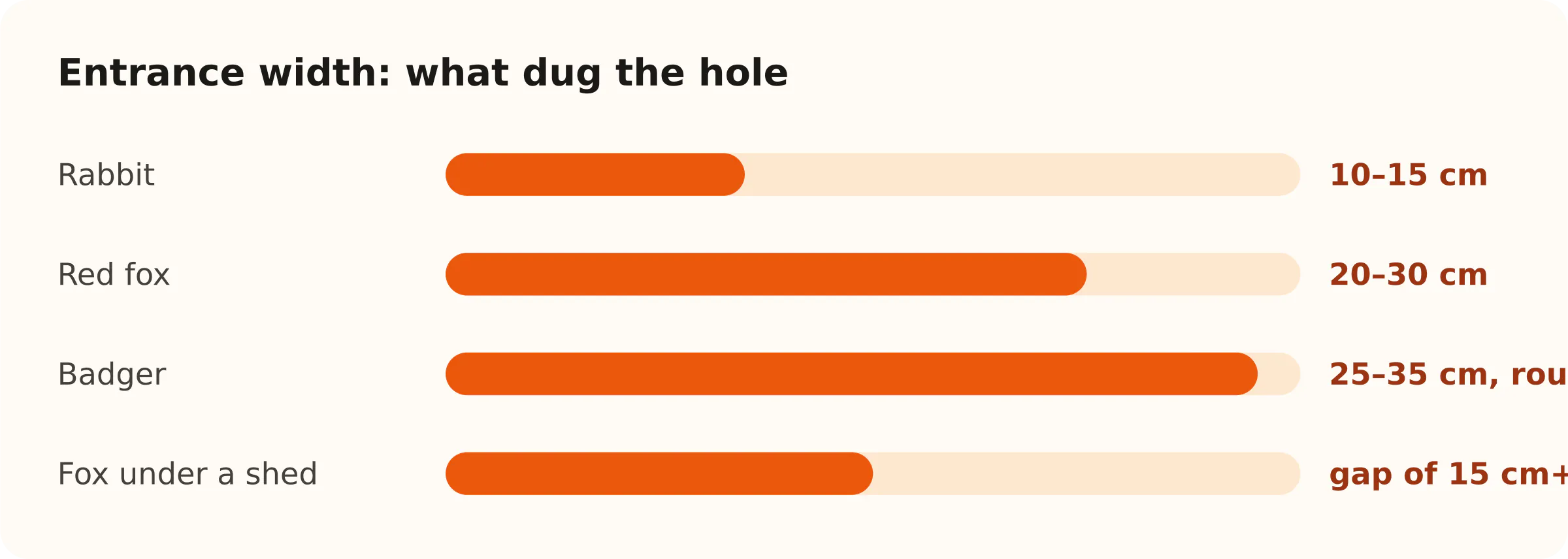 Entrance width: what dug the hole. Rabbit: 10–15 cm; Red fox: 20–30 cm; Badger: 25–35 cm, rounder; Fox under a shed: gap of 15 cm+