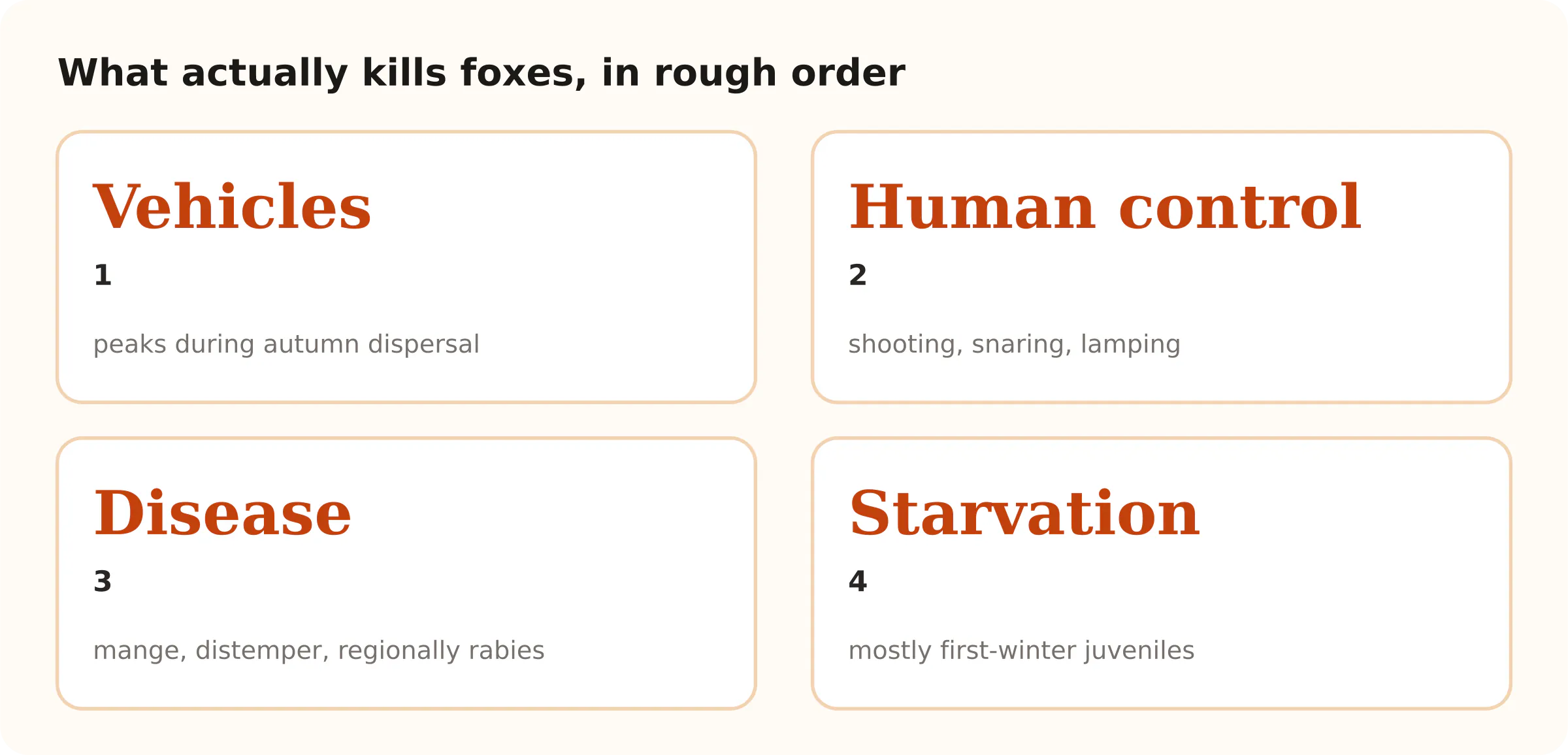 What actually kills foxes, in rough order. Vehicles 1; Human control 2; Disease 3; Starvation 4